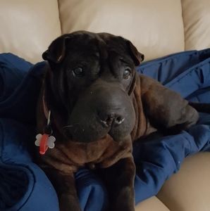 Meet your Posher, Toni